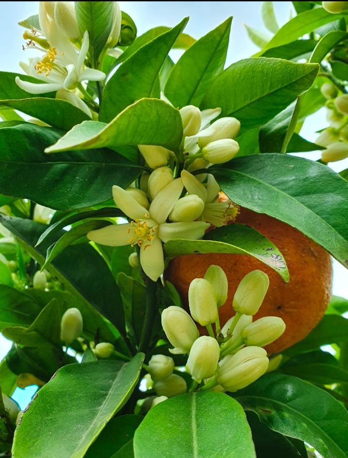 Odori Di Zagara Villa Caltanissetta Ngoại thất bức ảnh