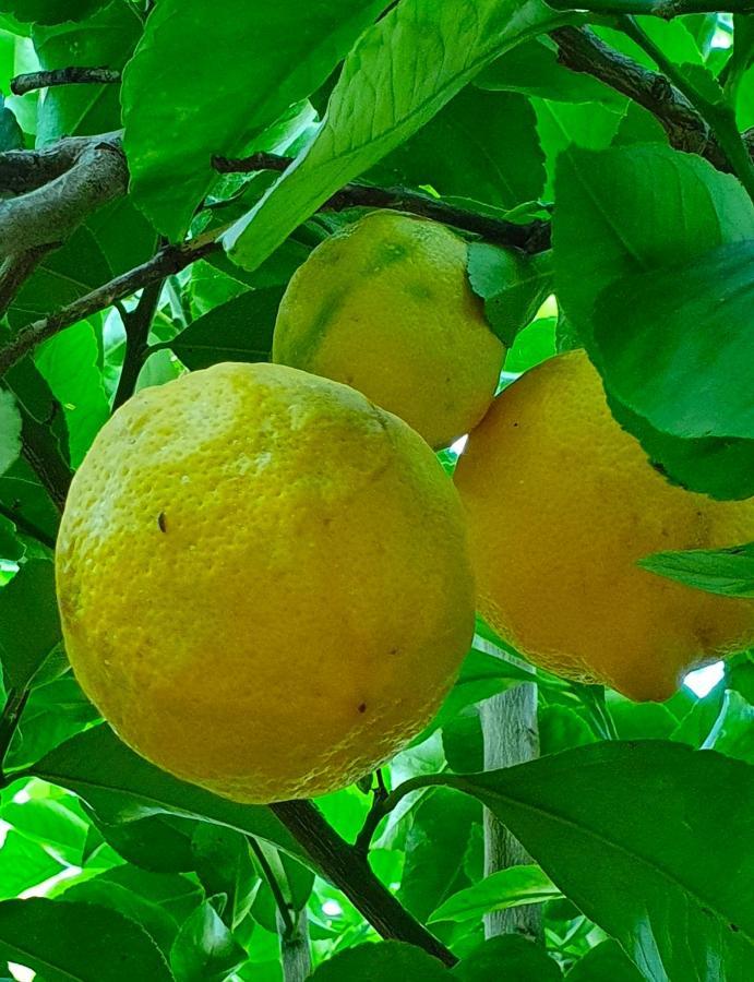 Odori Di Zagara Villa Caltanissetta Ngoại thất bức ảnh